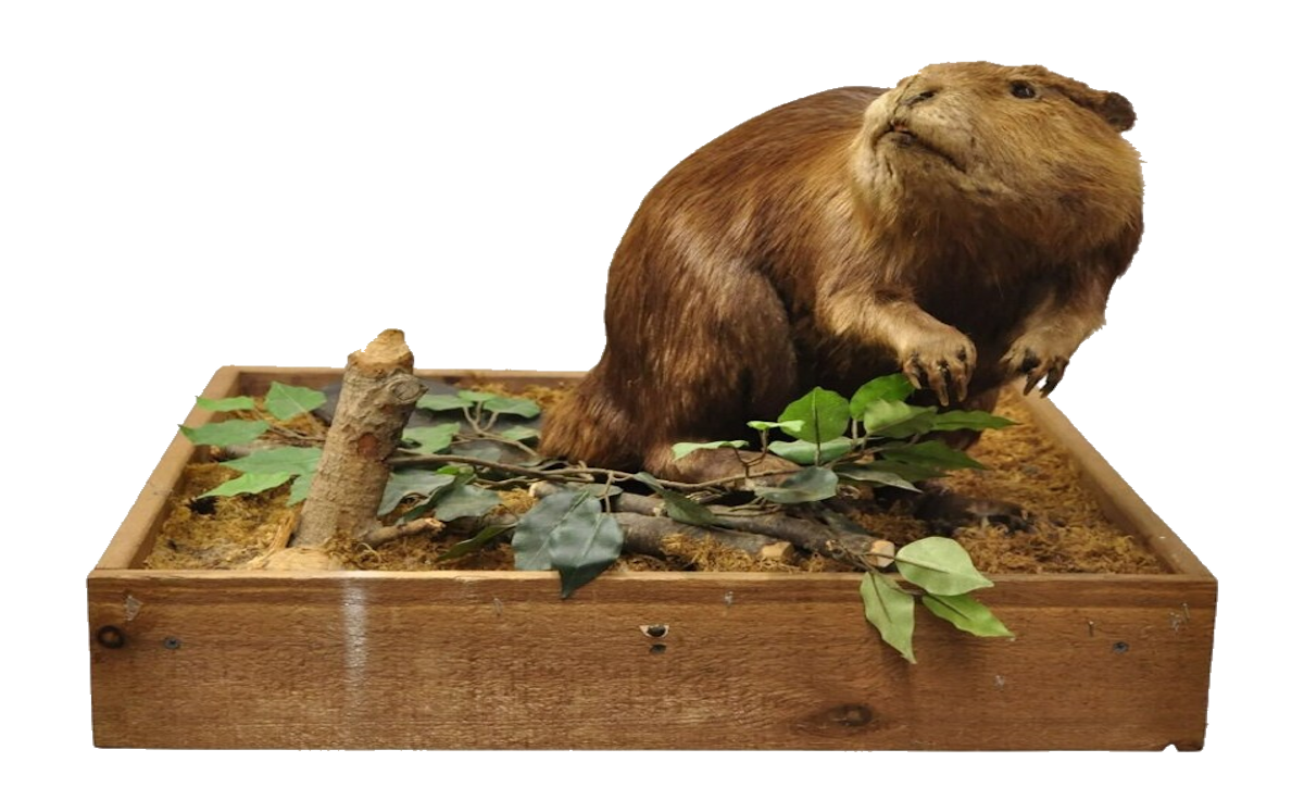 New England Beaver